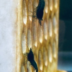 🪁松めだか【お盆期間:1名様】和墨系統の稚魚20匹セット🎉MWR-01 W.1P付きの画像