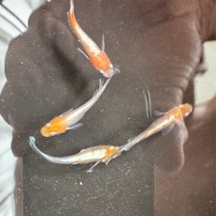 🪁松めだか【お盆期間:1名様】和墨系統の稚魚20匹セット🎉MWR-01 W.1P付きの画像