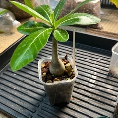 【引き取り限定】アデニウム タイソコトラナム 鉢ごとお渡し（観葉植物・塊根植物）の画像