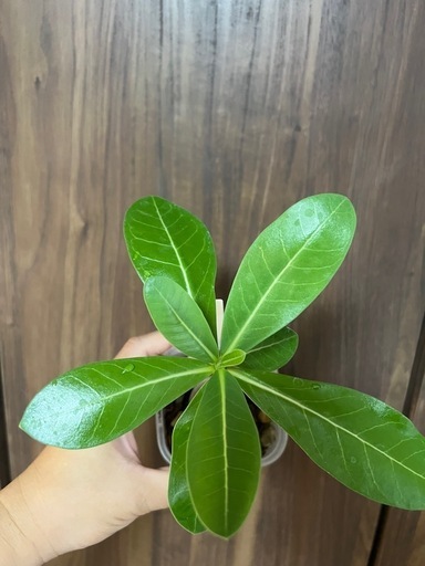 引き取り限定】アデニウム タイソコトラナム 鉢ごとお渡し（観葉植物