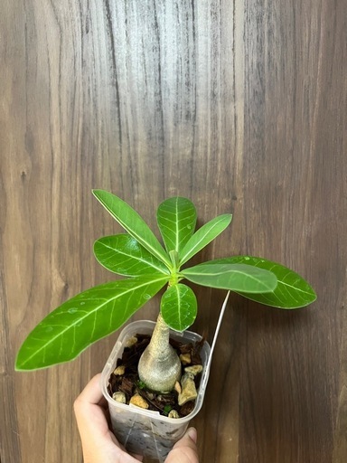引き取り限定】アデニウム タイソコトラナム 鉢ごとお渡し（観葉植物