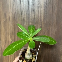【引き取り限定】アデニウム タイソコトラナム 鉢ごとお渡し（観葉植物・塊根植物）の画像