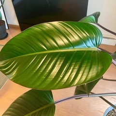 観葉植物　フィロデンドロン・ロジョコンゴ　叢×HAY購入　おまけ付き の画像
