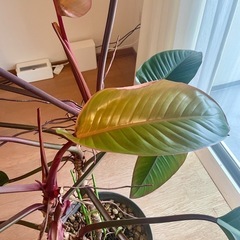 観葉植物　フィロデンドロン・ロジョコンゴ　叢×HAY購入　おまけ付き の画像