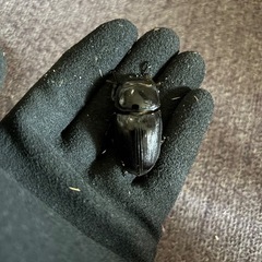 オオクワガタ　メス3匹の画像
