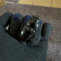 オオクワガタ　メス3匹の画像