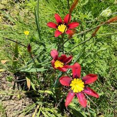 🌺スパラキシス　球根　赤　ガーデニング　庭花の画像