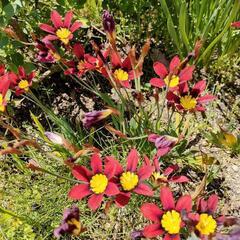 🌺スパラキシス　球根　赤　ガーデニング　庭花の画像