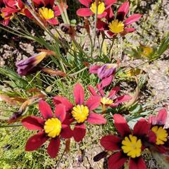 🌺スパラキシス　球根　赤　ガーデニング　庭花の画像