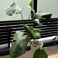 モンステラ
の画像