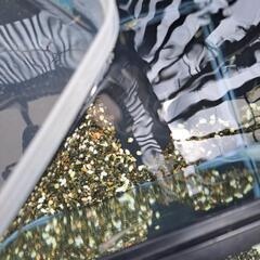 黒系のめだかお譲りの画像