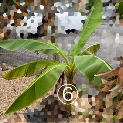 ジャパニーズバナナ　芭蕉　苗
【掘り上げ可能な方のみ】の画像