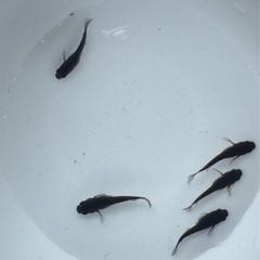 オロチメダカ5匹の画像