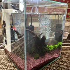 小型水槽セットの画像