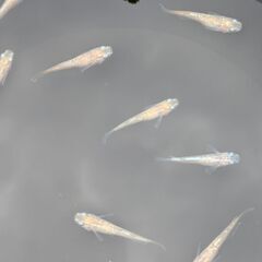 今年生まれのラメめだか　写真のメダカ10匹での画像