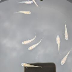 今年生まれのラメめだか　写真のメダカ10匹での画像
