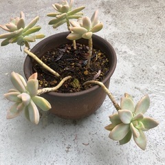 多肉植物・桜牡丹(8月末までの価格です)の画像