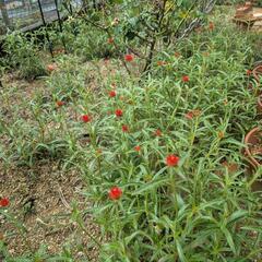 千日紅　　ストロベリーフィールド　種　30粒の画像