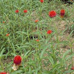 千日紅　　ストロベリーフィールド　種　30粒の画像
