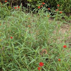 千日紅　　ストロベリーフィールド　種　30粒の画像