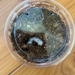  クワガタ     パラワンオオヒラタ  幼虫の画像