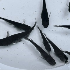 高級メダカ　ブラックダイヤの画像