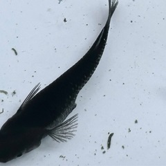 高級メダカ　ブラックダイヤの画像