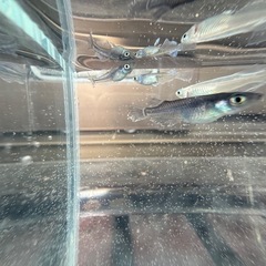 メダカ
豪鬼の画像
