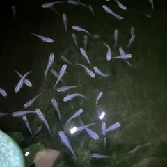 メダカ深海【しんかい】の画像