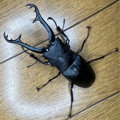 ギラファノコギリクワガタ　ペアの画像