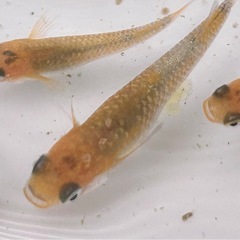 高級メダカ　煌【きらめき】の画像