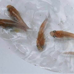 高級メダカ　三色ラメ【ダルマ】の画像