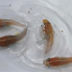 高級メダカ　三色ラメ【ダルマ】の画像