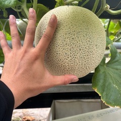 金曜日まで‼️大玉メロン2個入り　静岡温室マスクメロンの画像