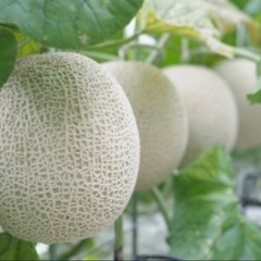 金曜日まで‼️大玉メロン2個入り　静岡温室マスクメロンの画像