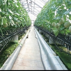 金曜日まで‼️大玉メロン2個入り　静岡温室マスクメロンの画像