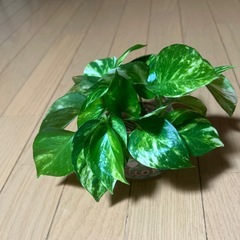 ポトスの画像