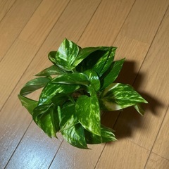 ポトスの画像