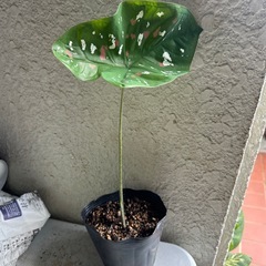 カラジュウムビコロール　　　　　 　カラフルな葉っぱが可愛いの画像