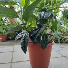 アジサイ　紫陽花　斑入り葉の画像