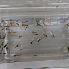 金魚掬いの画像