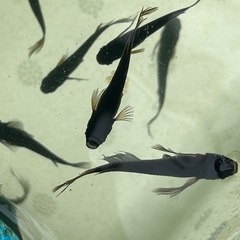 武神めだかヒレ長、針子か、卵の画像