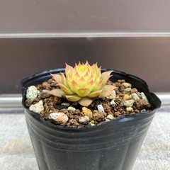 多肉植物の画像