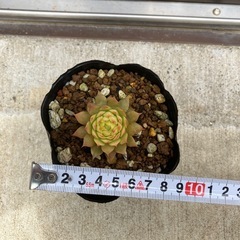 多肉植物の画像