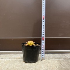 多肉植物の画像