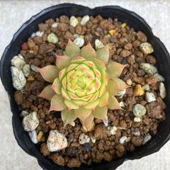 多肉植物の画像