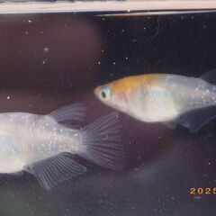 紅焔（こうえん）3色メダカの選別漏れの兄弟魚【100匹】の画像