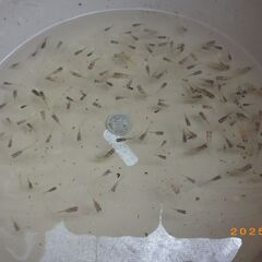 紅焔（こうえん）3色メダカの選別漏れの兄弟魚【100匹】の画像
