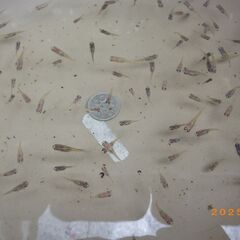 紅焔（こうえん）3色メダカの選別漏れの兄弟魚【100匹】の画像
