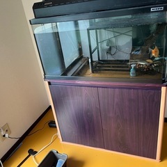 90水槽2つ生体付きの画像